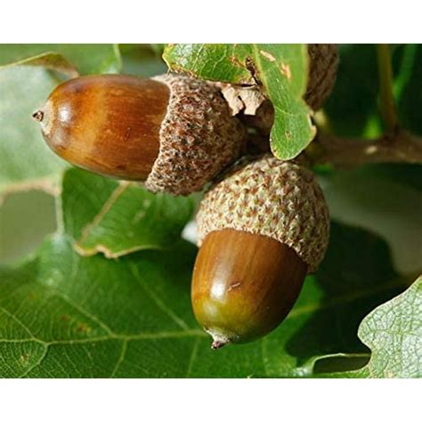 White Oak Tree Seeds for Planting | 5 Big Healthy Seeds | White Oak is ...