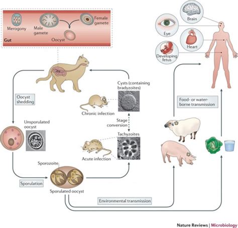 Toxoplasma Gondii Medical Laboratories