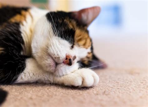 Cat Acne Causes Treatment Prevention And Faqs Petmd