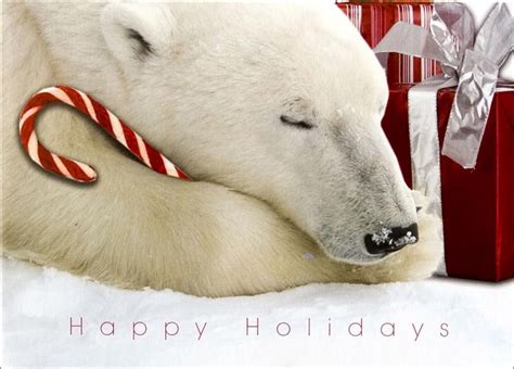 Polar Bear And Candy Cane Polar Bears By Cardsdirect Polar Bear