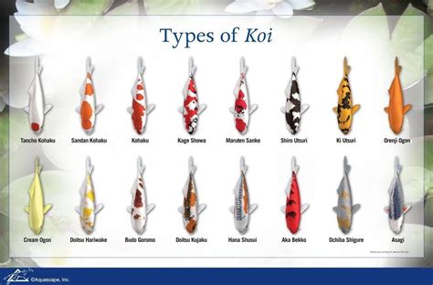 Kohaku Fish Types