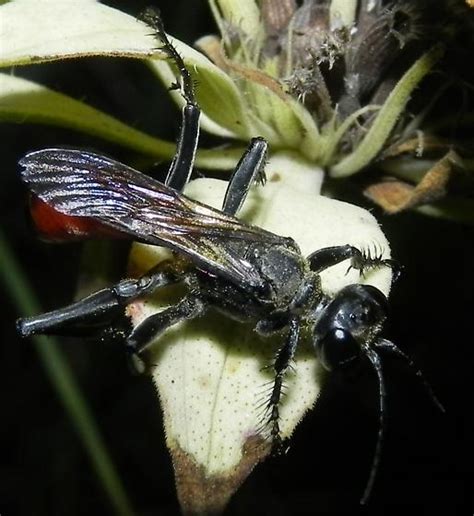 Wasp Species Prionyx BugGuide Net