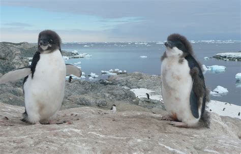 Dramatic Decline In Ad Lie Penguins Near Mawson Australian Antarctic