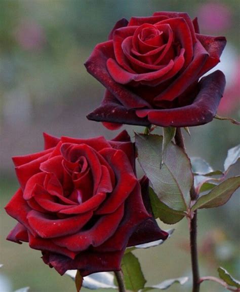 Pin By M H Admani On Beatiful And Clourful Flowers Beautiful Roses