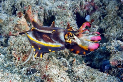 Flamboyant Cuttlefish Metasepia Pfefferi Walking Over The Sand