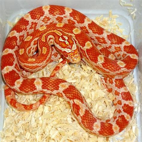 Albino Het Scaleless Corn Snake - small females