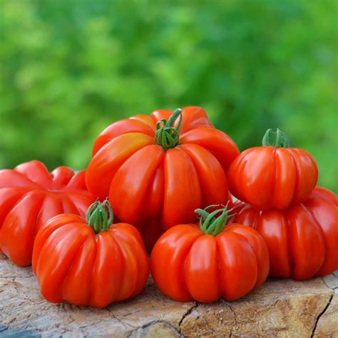 Tomato Seeds Premier Seeds Direct