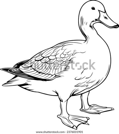 Duck Realistic Animal Hand Drawn Illustration Stock Vector (Royalty ...