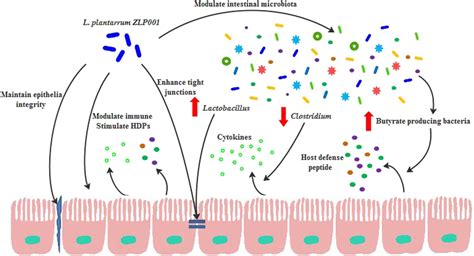 Lactobacillus Plantarum An Overview Sciencedirect Topics Off