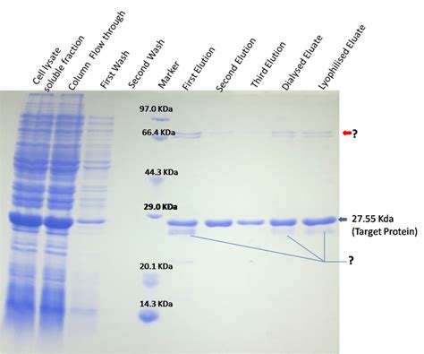 Non Specific Bands During Ni NTA Purification Of His Tagged Protein