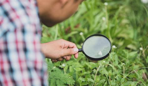 Pragas e doenças das plantas Cursos Seu Curso Digital