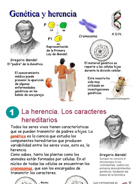 Genetica Y Herencia