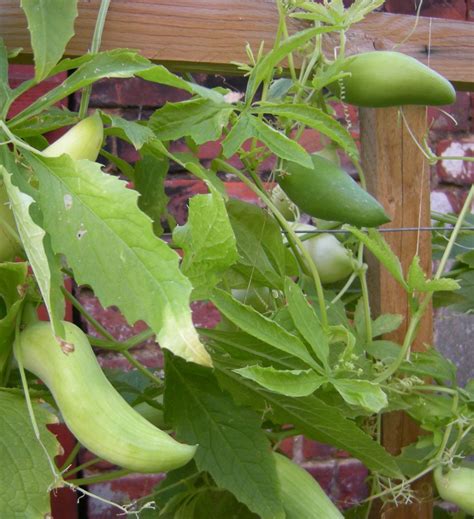 How To Grow Achocha Different Tips About Care And Growing Everything