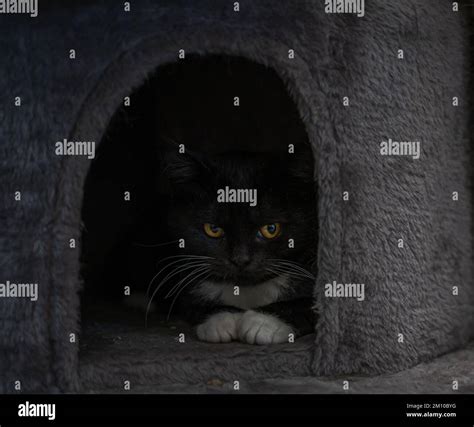 Black And White Long Haired Cat Stock Photo Alamy