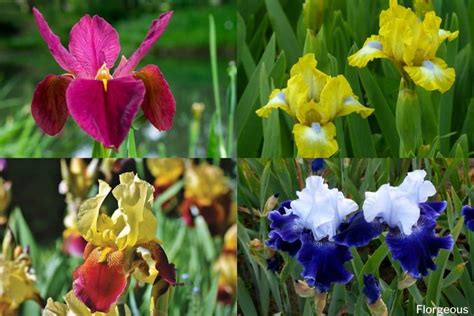 Irises: Flower Types, Plant Varieties, How To Grow and Care | Florgeous