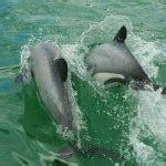 Meet the Māui dolphin | Conservation blog