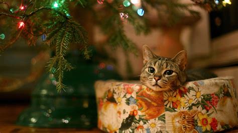 Christmas Kitten Wallpapers Free Background Images Wallpapergap