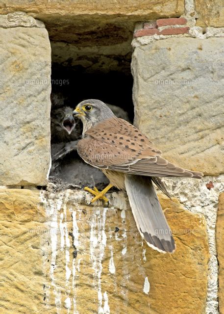 Common Kestrel Falco Tinnunculus Adult Male With Chicks A