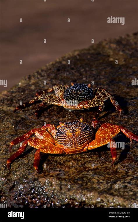 Ecuador Galapagos Island Floreana Island Sally Lightfoot Crabs Stock