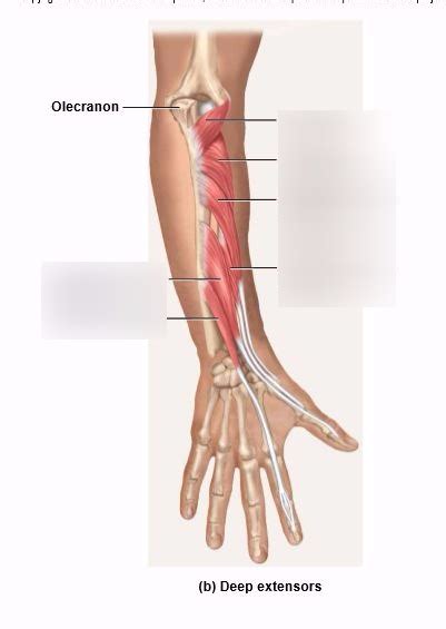 Deep Extensors Diagram Quizlet