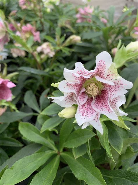 Helleborus x hybridus - The Beth Chatto Gardens