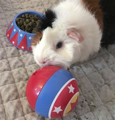 Best Toys & Enrichment Ideas For Guinea Pigs: Ultimate Guide