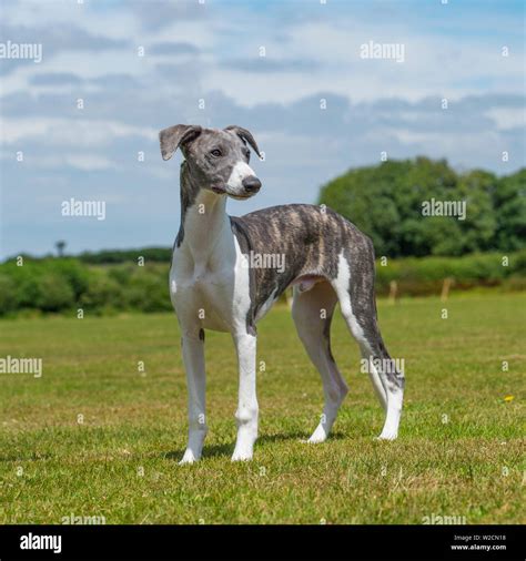 Whippet puppy hi-res stock photography and images - Alamy