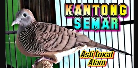 Mengenal Burung Perkutut Katuranggan Kantong Semar Perkutut Paling