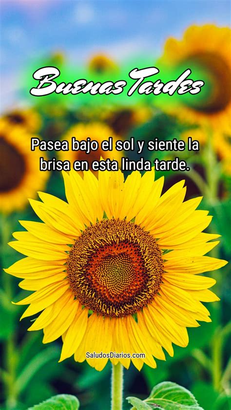 Nuevos Colores Bella Tarde Girasoles Preciosos Viento Sol Saludos