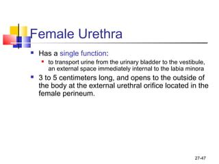 urinary system physiology