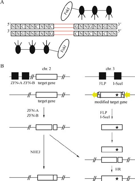 Zinc Fi Nger Nucleases Zfns Induced Gene Targeting In Drosophila