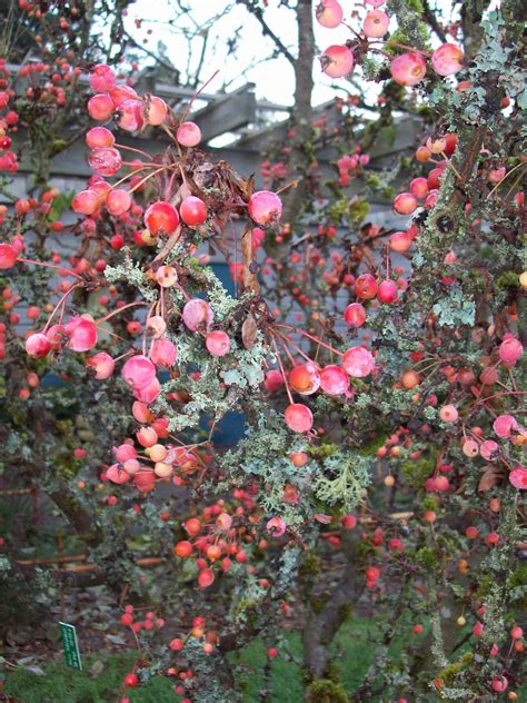 Adirondack Crabapple Tree