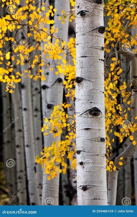 Autumn Aspen Trees In Colorado Stock Image Image Of Colors Colorado