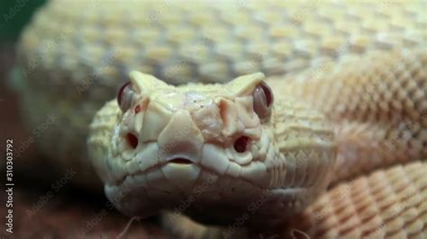 Rattlesnake Close Up with sound Stock Video | Adobe Stock