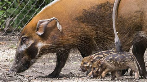 Red river hog piglets born at Brookfield Zoo - ABC7 Chicago