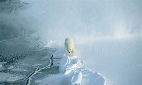 Polar Bear Camouflage