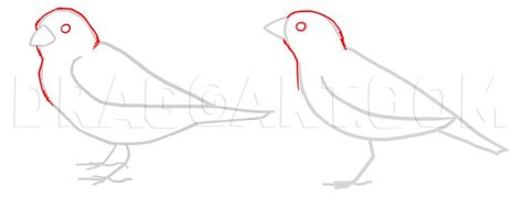 How To Draw Sparrows, Step by Step, Drawing Guide, by makangeni ...