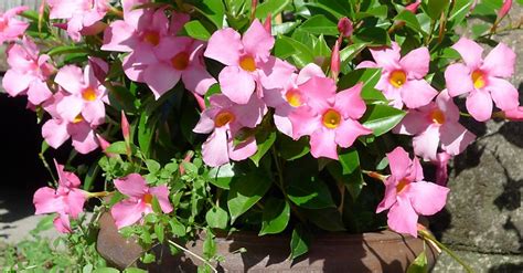 Mandevilla Dipladenia Cultivation Information And Pictures Order