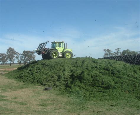 How To Make Silage For Dairy Cattle