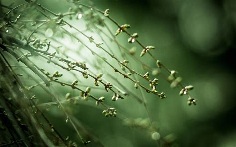 Macro Photography Of Green Leaves Plants Hd Wallpaper Wallpaper Flare