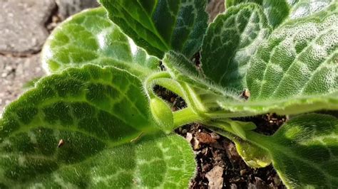 Streptocarpus Pretty Turtle Youtube