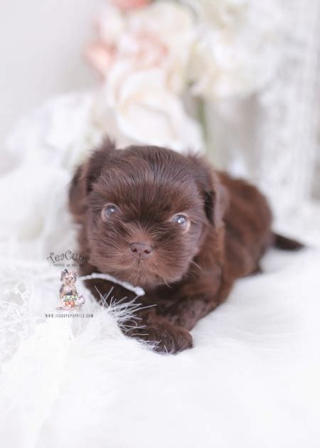 chocolate-shih-tzu-puppy-teacup-puppies-308-aa | Teacup Puppies & Boutique