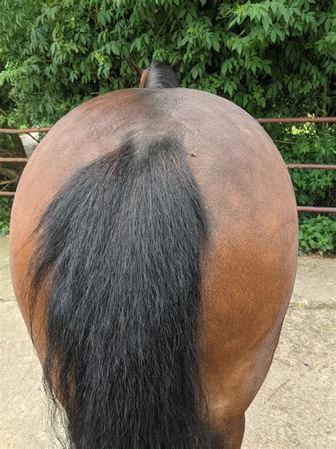 Horse Holds Tail Up When Running: Equine Behavior Explained | Horse ...