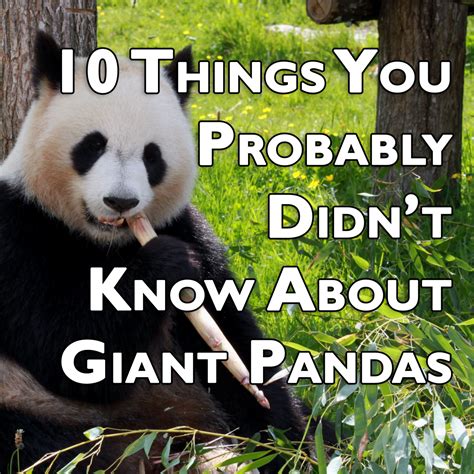 10 Things You Probably Didnt Know About Giant Pandas Owlcation