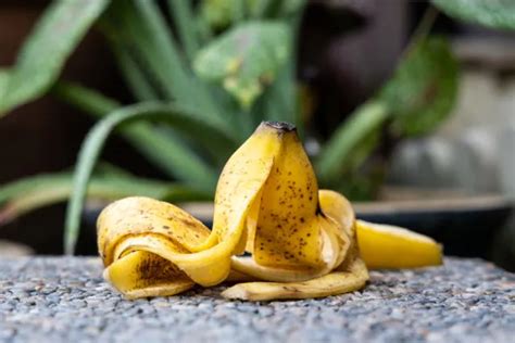 L Utilisation Des Pelures De Banane Au Jardin 9 Autres Astuces Pour