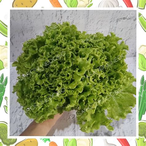 Jual Sayur selada hidroponik kemasan | Shopee Indonesia