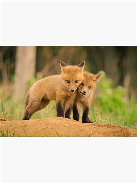 Close To You Baby Red Fox Photograph Premium Matte Vertical Poster Sold