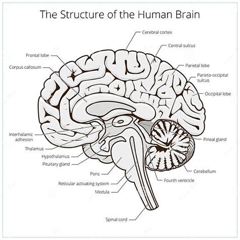 Estructura Del Vector Del Diagrama Esquemático De La Sección Del