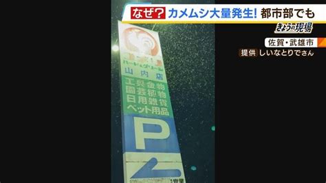 「カメムシの臭さでカメムシ自身が死ぬ」は本当！大量発生中の『カメムシ』は室内で見つけたら「ビンで捕獲」がオススメ 専門家が解説 特集