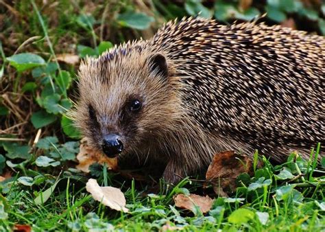 Hedgehog Eyesight Care: The Responsible Owner's Guide